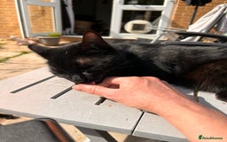 Domestic Shorthair cats for sale: Pretty black female cat - Image 2