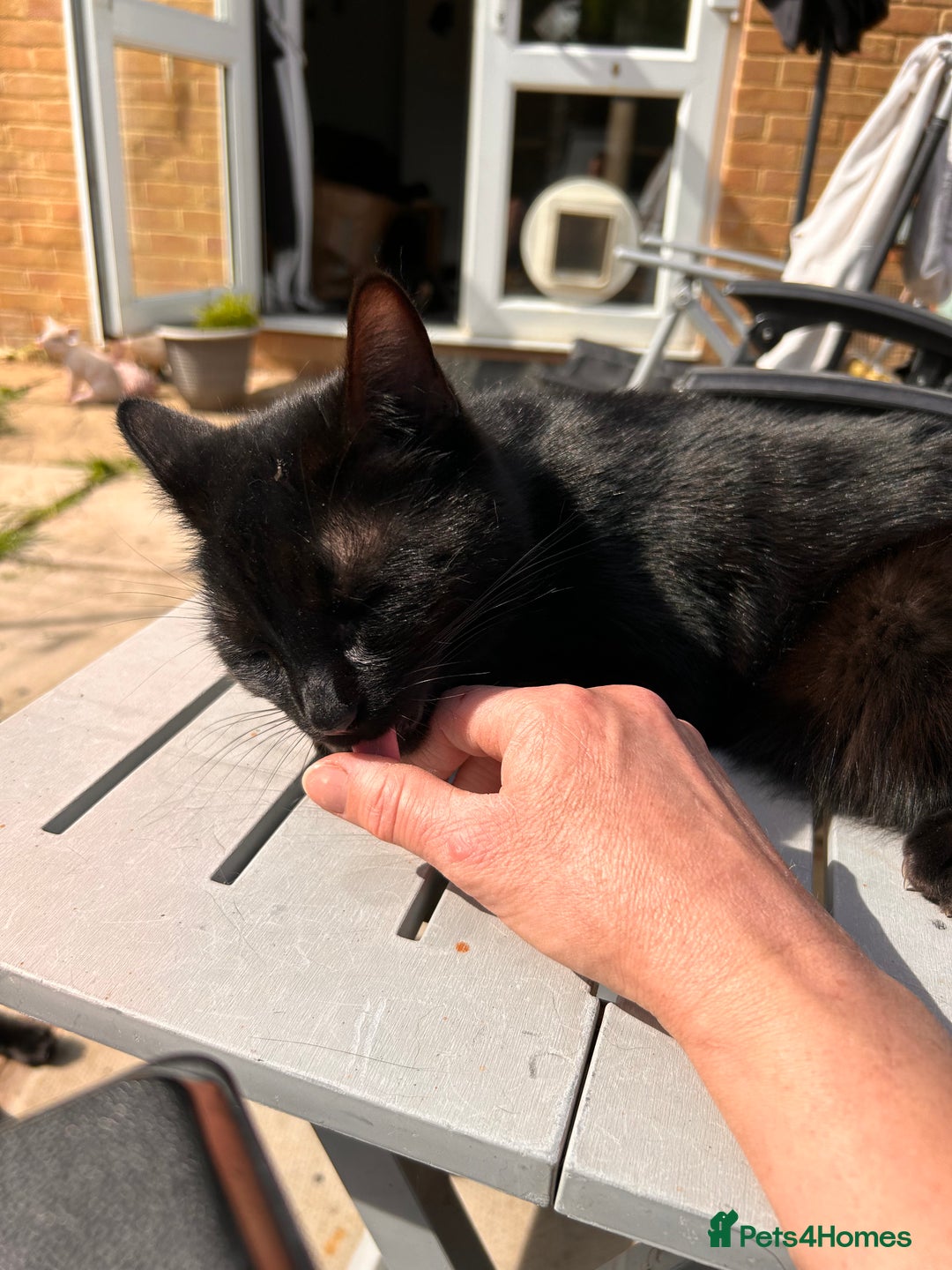 Domestic Shorthair cats for sale: Pretty black female cat - Image 2