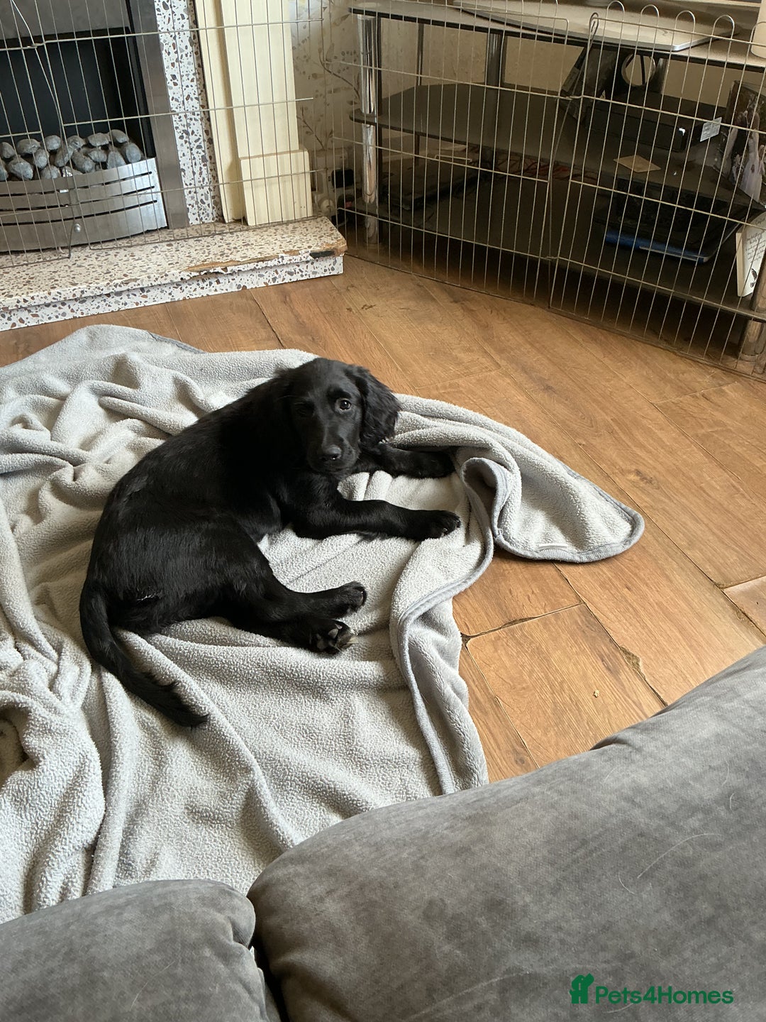 Mixed Breed dogs for sale: Spangold retrievers in Stourport-on-Severn - Image 19