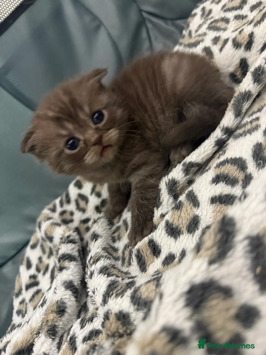 Scottish Fold cats for sale: Stunning BSH X Fold choc Boy  - Advert 23