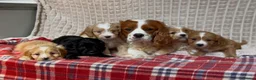 Cavapoo dogs for sale: STUNNING CAVAPOO PUPPIES  - Advert 22