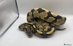 Snake reptiles for sale: Female pastel ball python  - Image 5
