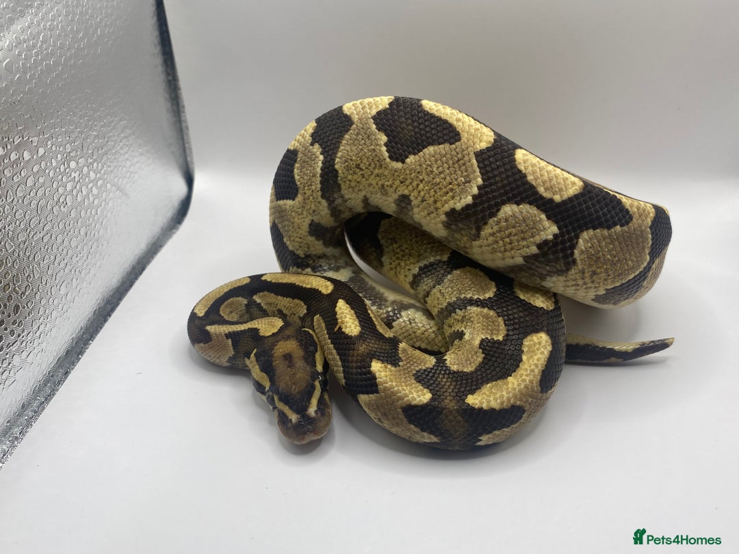 Snake reptiles for sale: Female pastel ball python  - Image 5