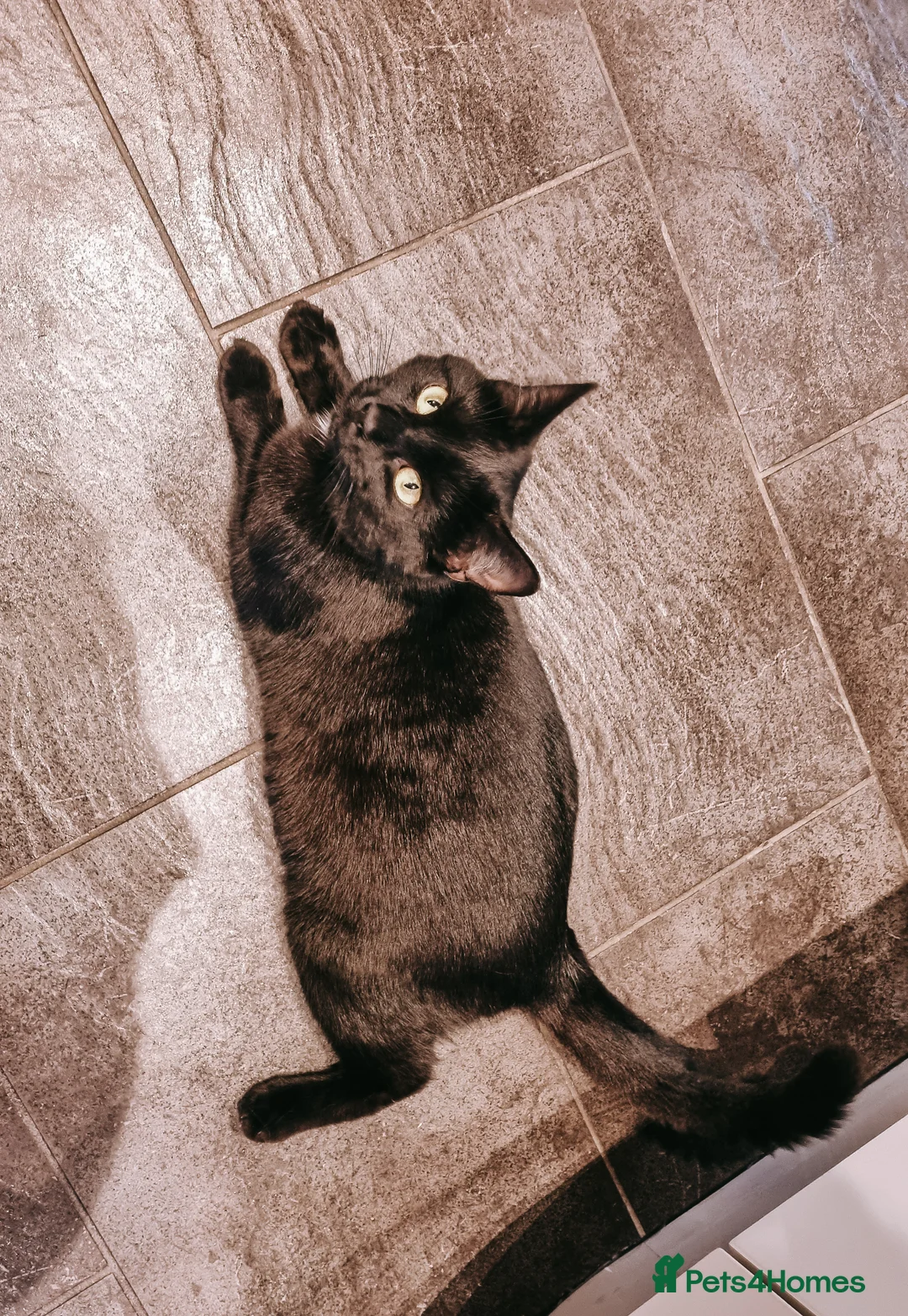 Mixed Breed cats for sale: Adorable black female cat age 2yrs - Advert 2