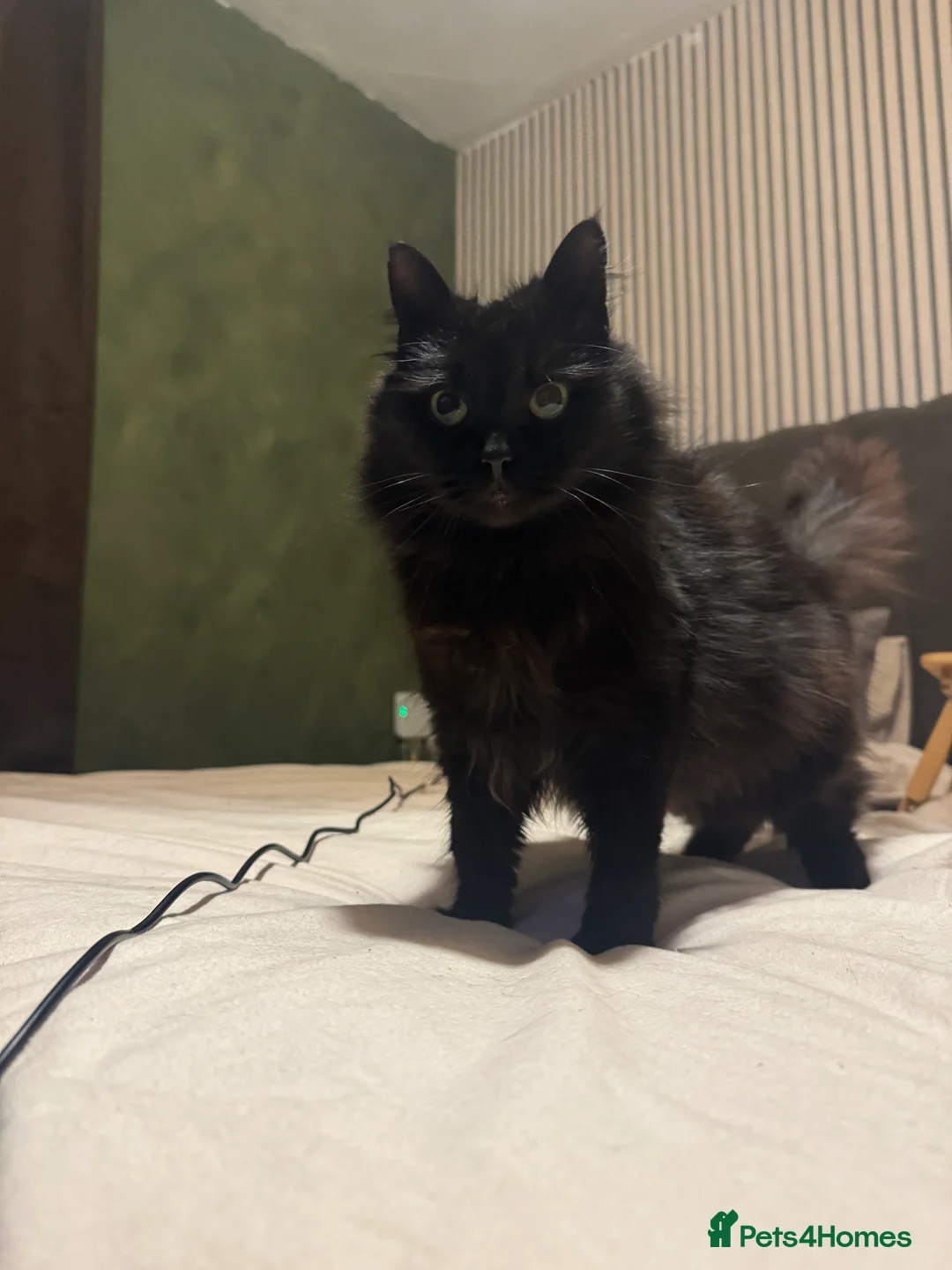 Mixed Breed cats for sale: Cuddly Black Long-Haired Cat for a Loving Home - Advert 4