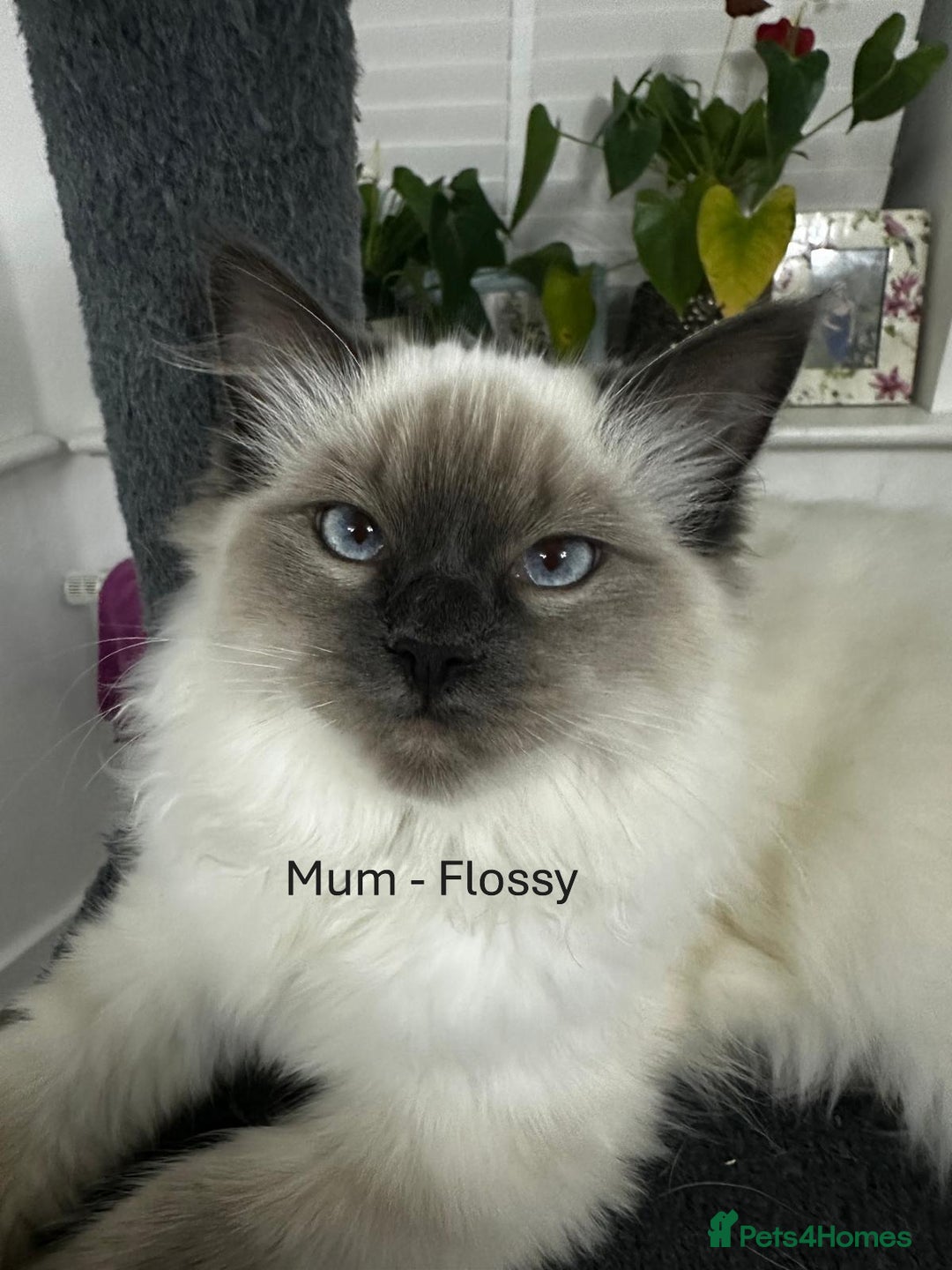 Ragdoll cats for sale: 3 Girl Ragdolls Available, Cute and fluffy!  - Advert 6