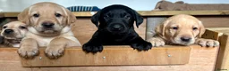 Labrador Retriever dogs for sale: 🐾Beautiful Labrador Puppies - 1 LEFT 🐾  - Advert 10