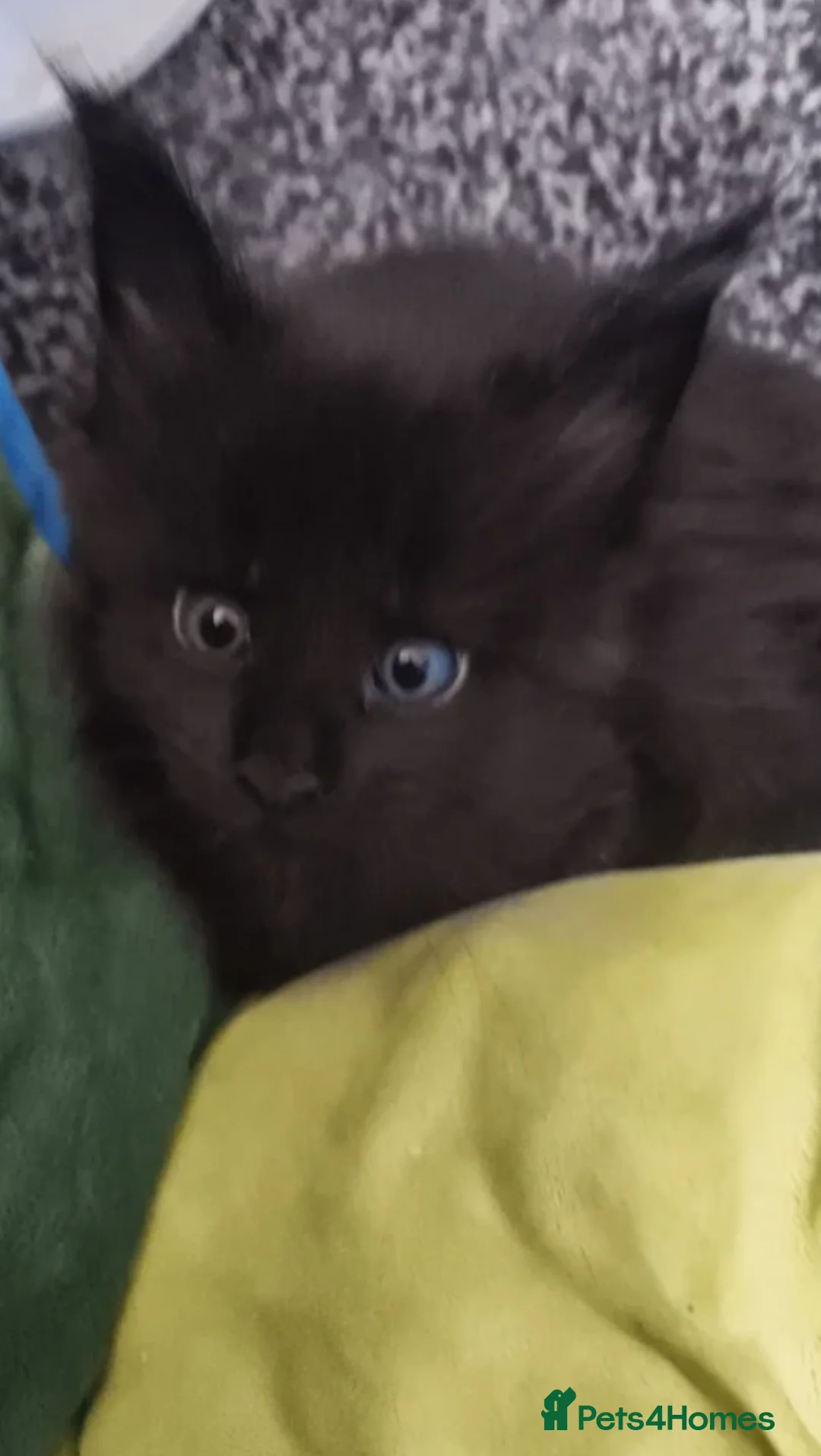 Maine Coon cats for sale: Fully bouncy mainecoon babies  - Advert 2