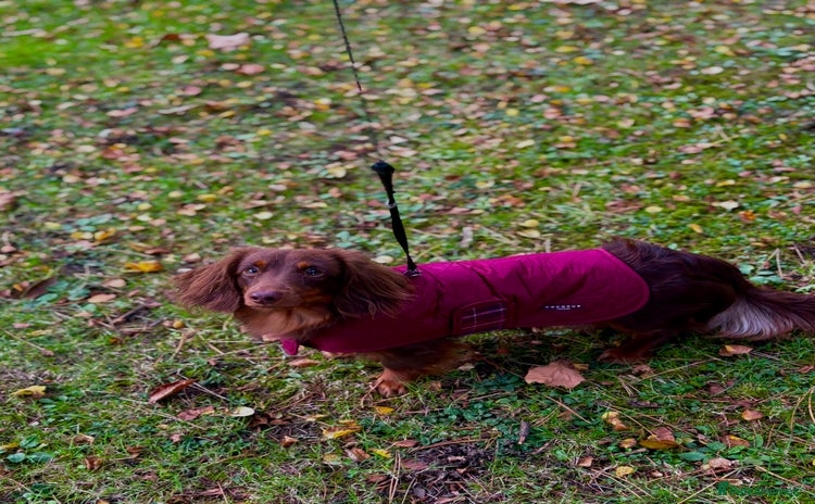 Miniature Dachshund dogs - Advert 5
