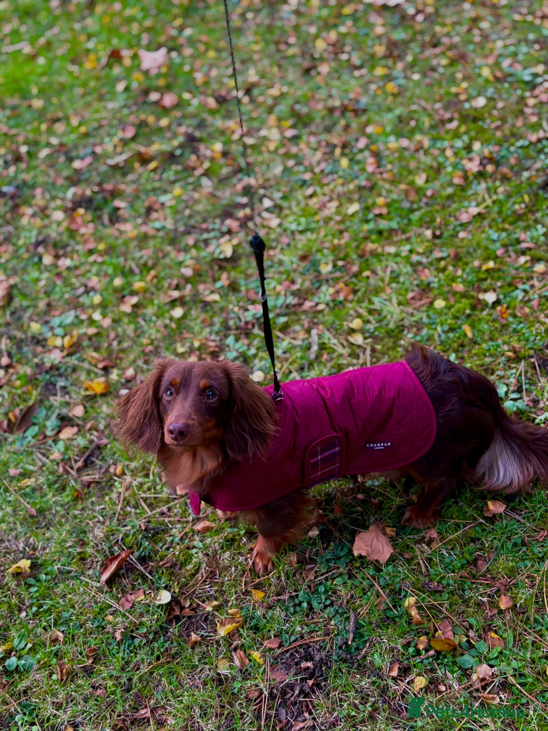 Miniature Dachshund dogs for sale: Miniature dachshund  - Image 1