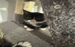 Mixed Breed cats for sale: Black and white kittens - Image 5