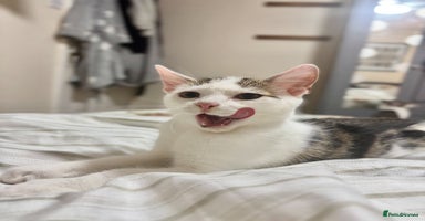 Domestic Shorthair cats - Advert 2
