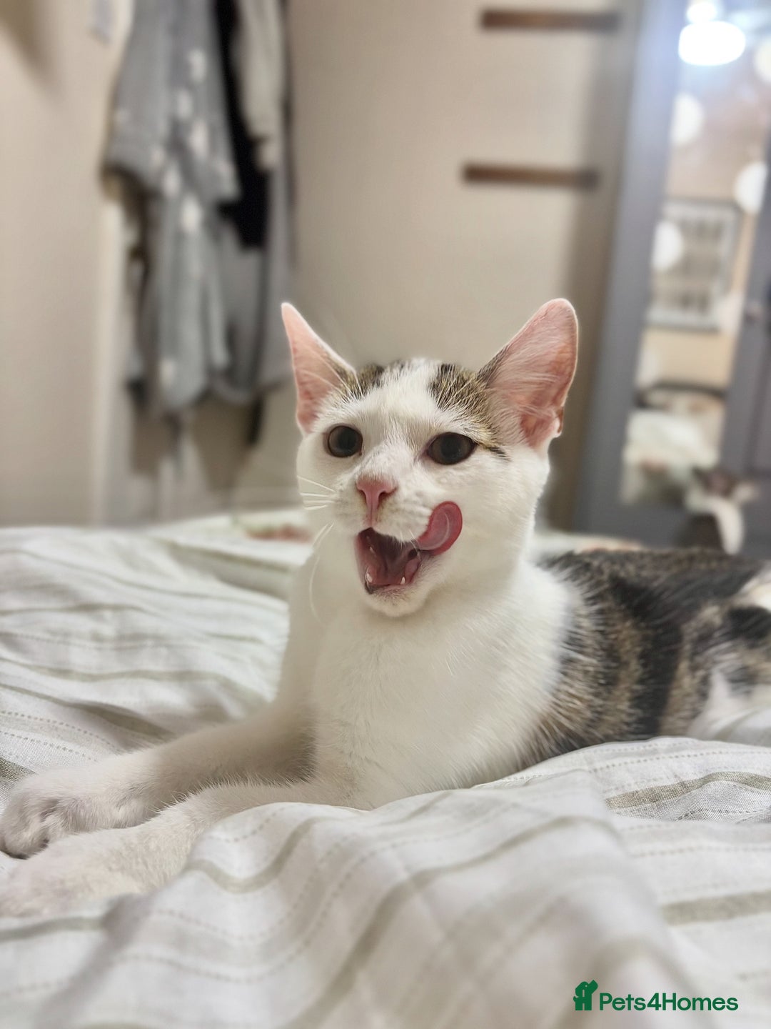 Domestic Shorthair cats for sale: Ash and Goose - Image 2