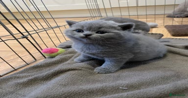 British Shorthair cats - Advert 9