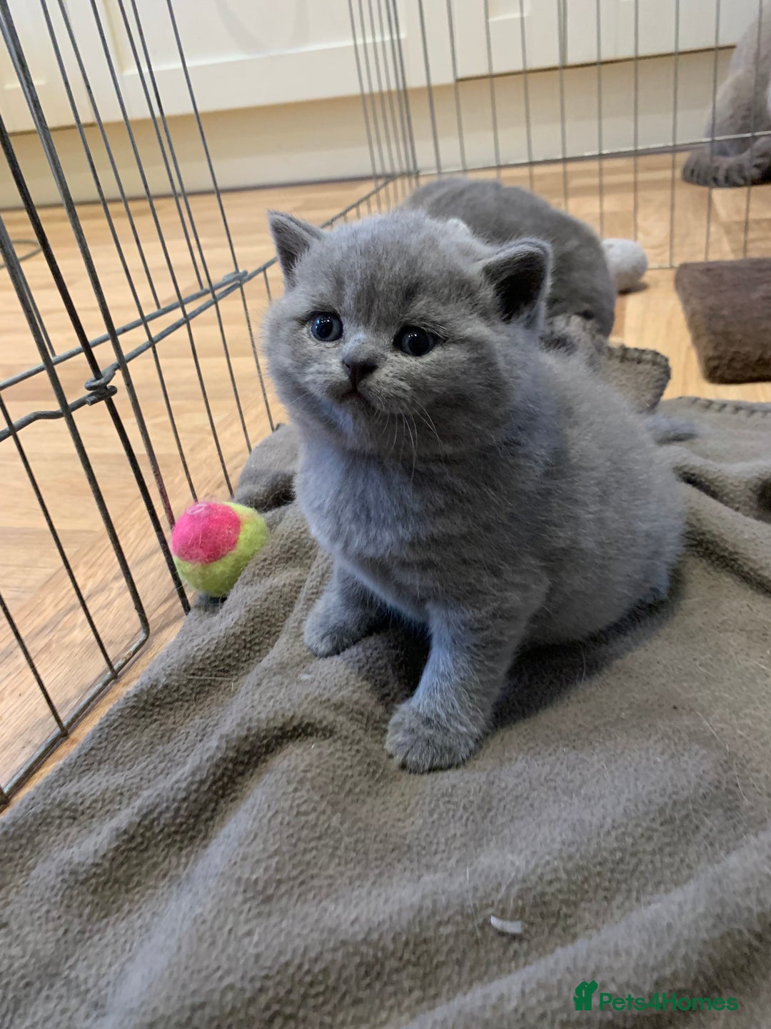 British Shorthair cats for sale: 1 Boy Left-GCCF Pedigr Pure Blue British Shorthair - Image 1