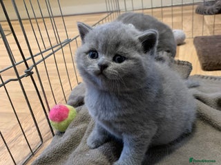 British Shorthair cats - Advert 5