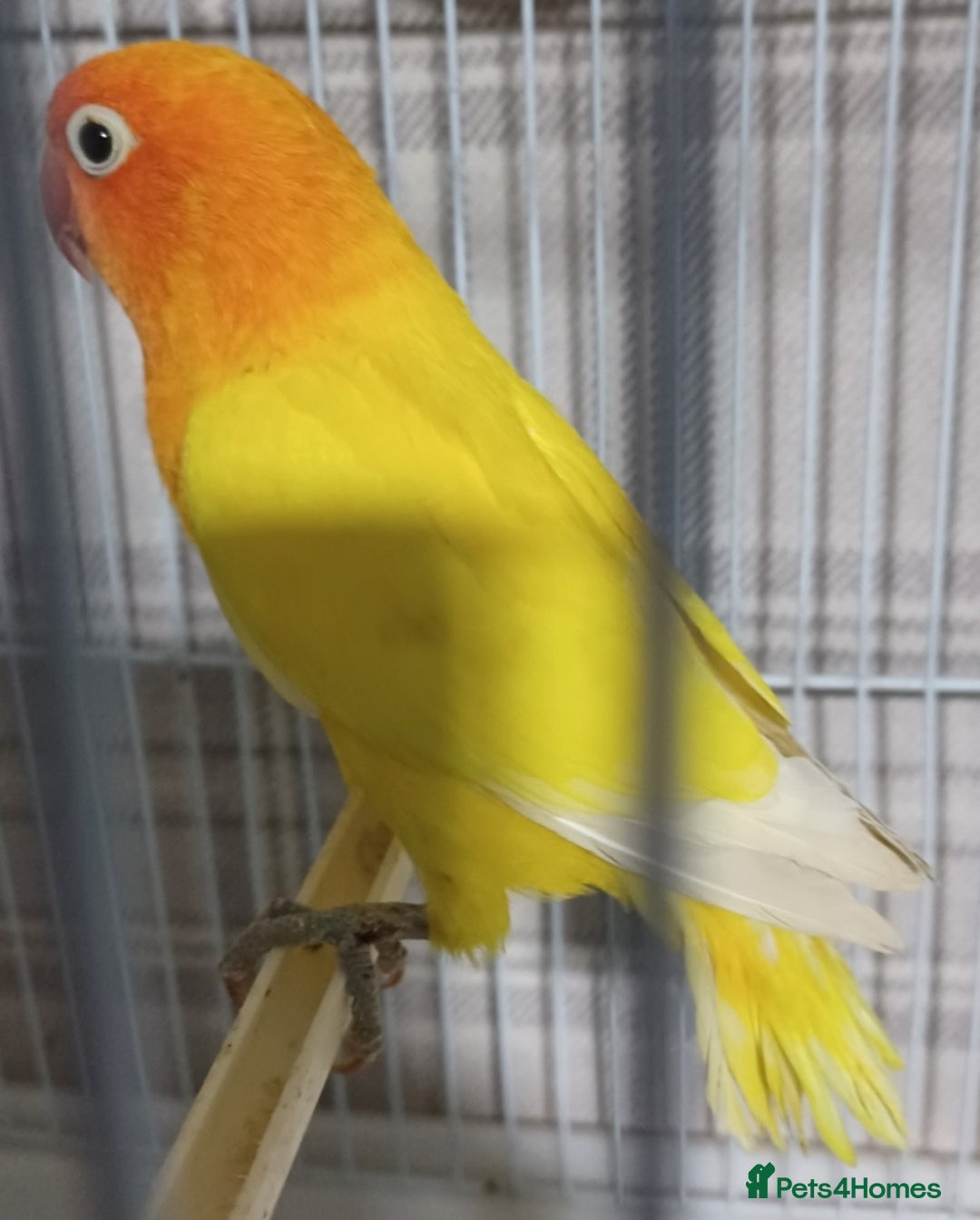 Lovebirds birds for sale: EWING OPLINE YELLOW FACTOR LOVEBIRDS  - Advert 3