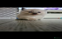 Ragdoll cats for sale: Beautiful Ragdoll kittens - Advert 11