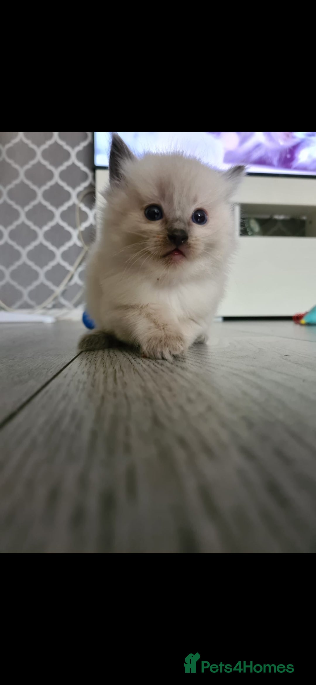 Ragdoll cats for sale: Beautiful Ragdoll kittens - Advert 11