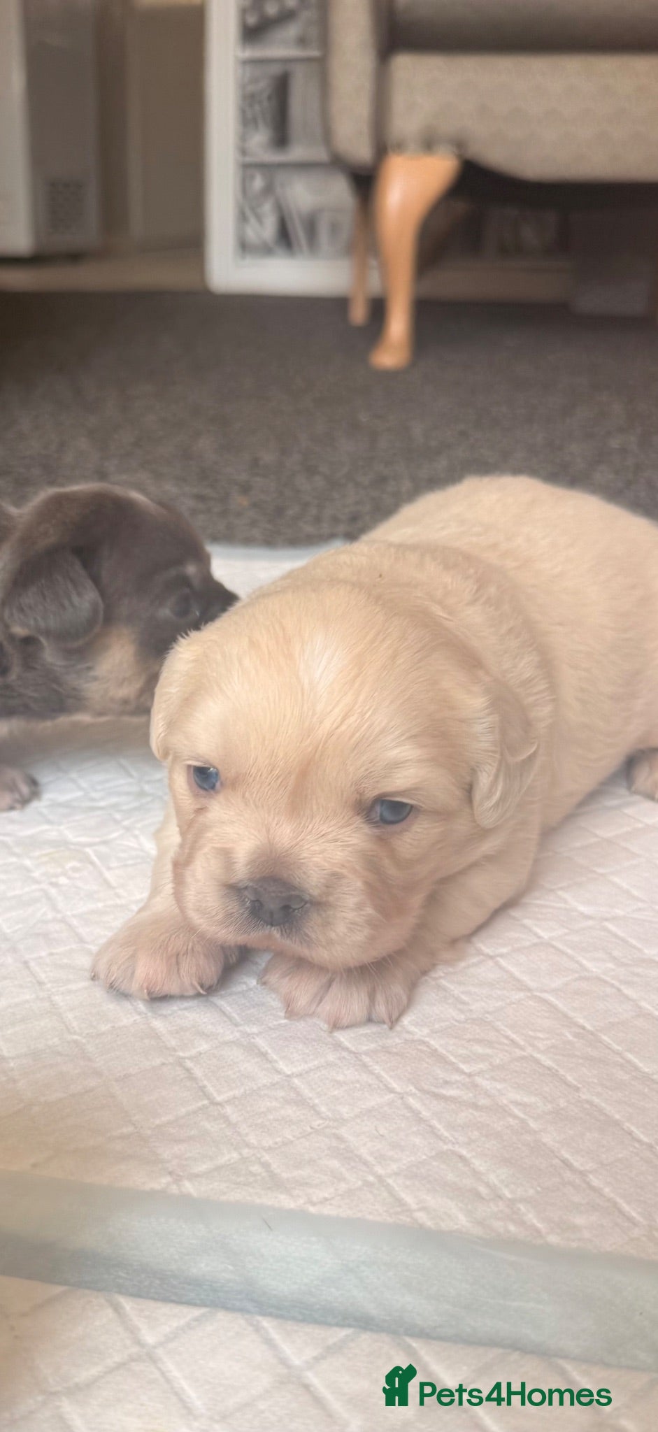 Mixed Breed dogs Beautiful FrenchiePoo puppies❤️ - Advert 2
