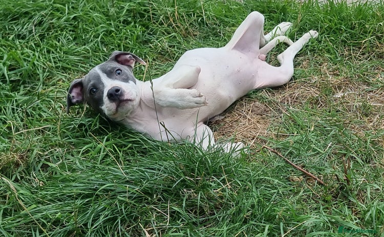 Staffordshire Bull Terrier dogs - Advert 1