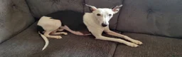 Whippet dogs for sale: Whippet x Greyhound in Atherstone - Advert 8