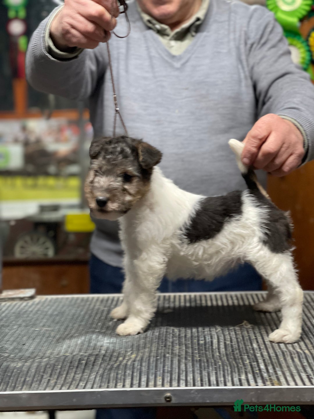 Fox Terrier dogs for sale: Beautiful Stunning Wire Fox Terrier Bitch Puppy  - Advert 2