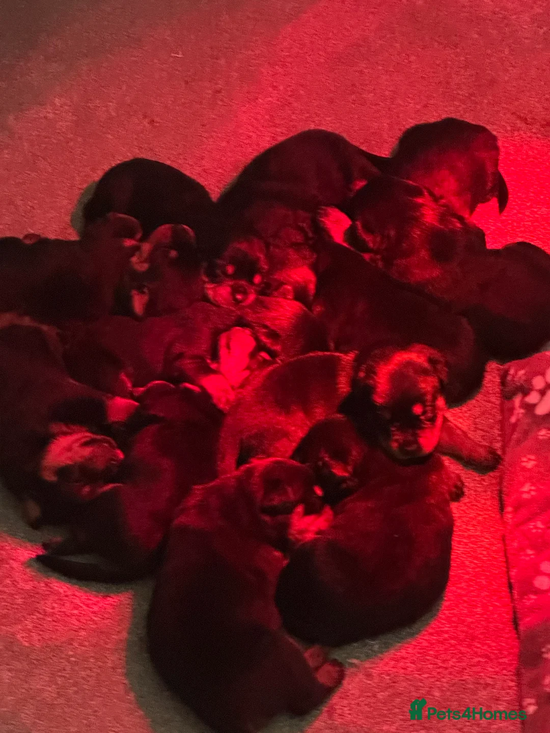 Rottweiler dogs for sale: Beautiful Rottweiler puppies  - Advert 3