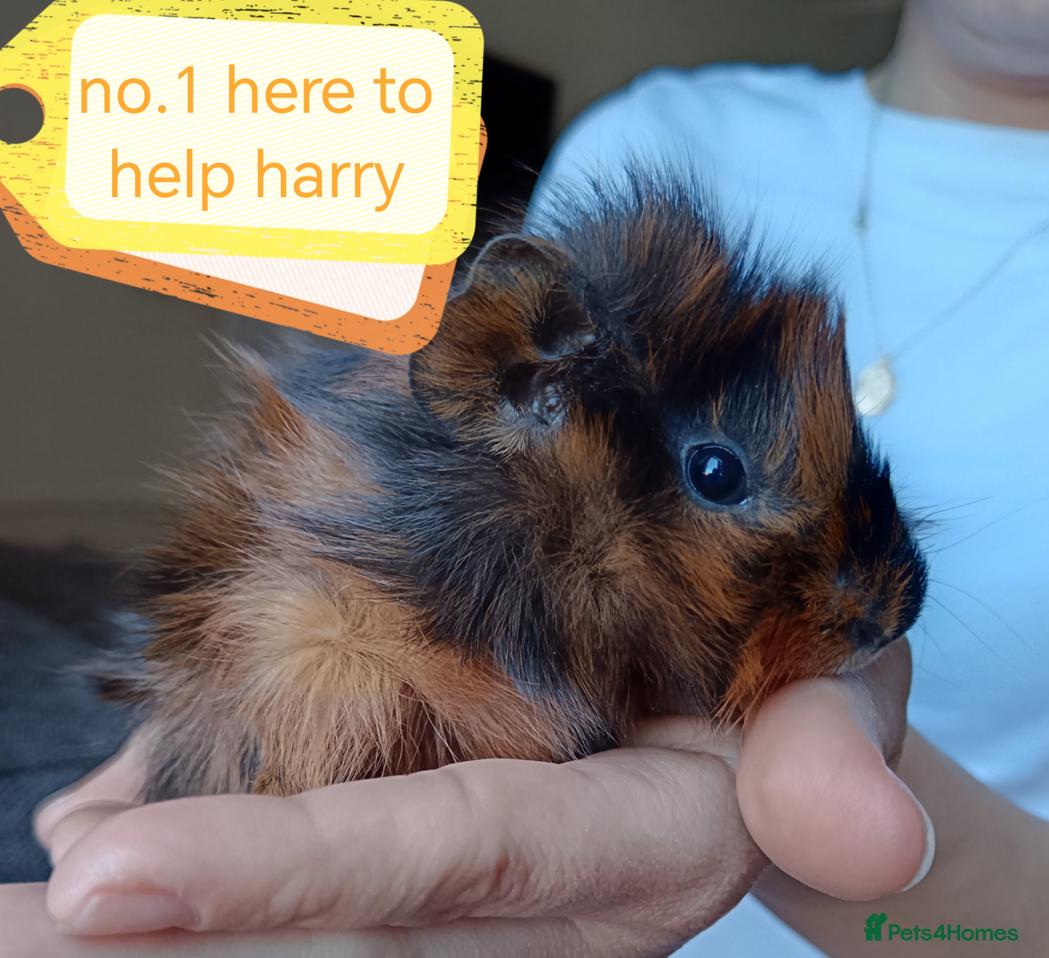 Guinea Pig rodents ♥️ Beautiful Abyssinian girl & boy guinea pigs ♥️ - Advert 23