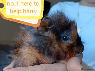 Guinea Pig rodents ♥️ Beautiful Abyssinian girl & boy guinea pigs ♥️ - Advert 23