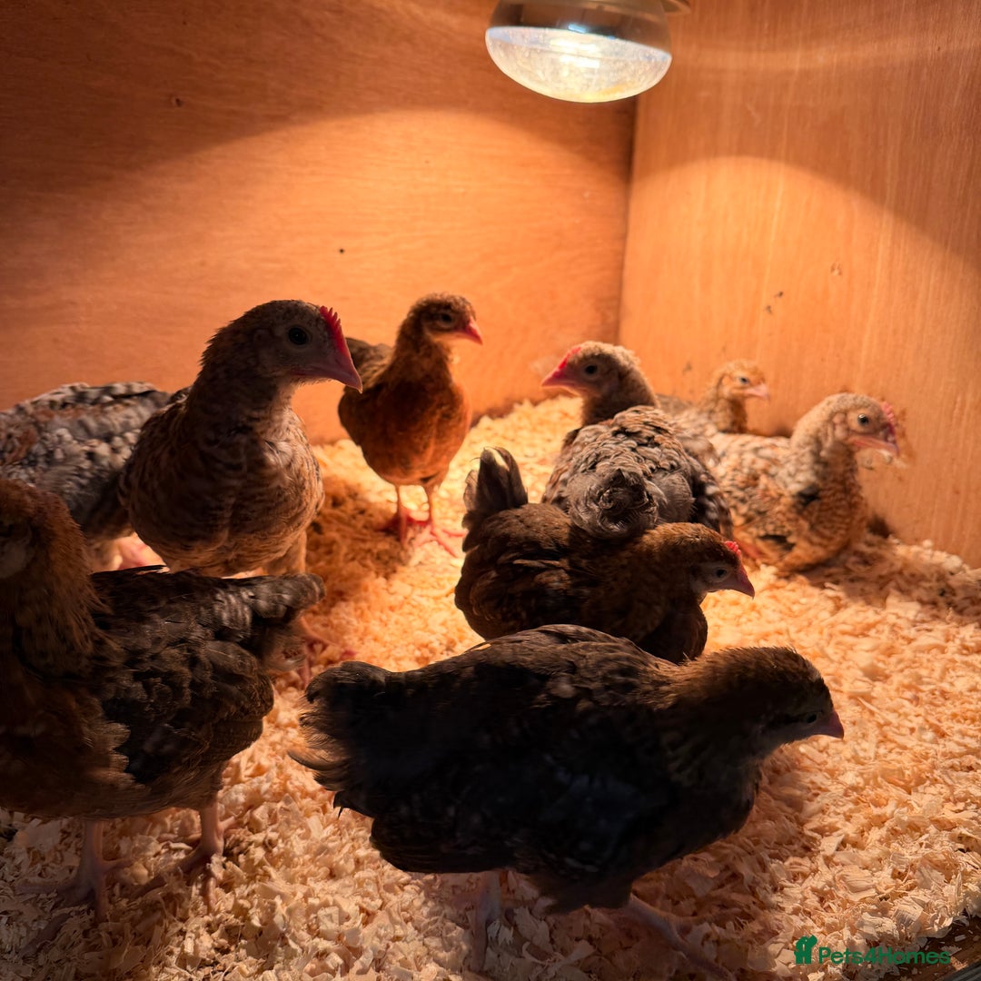 Chickens poultry for sale: Bantam gold welbar  - Image 8