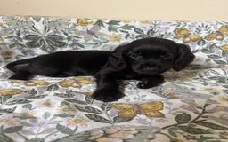 Cocker Spaniel dogs for sale: REDUCED KC Cocker Spaniel Boy £700 - Image 16