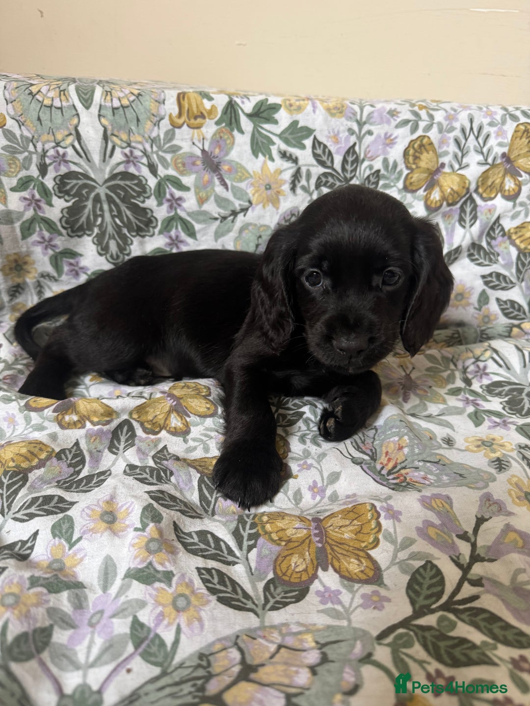 Cocker Spaniel dogs for sale: REDUCED KC Cocker Spaniel Boy £700 - Image 16