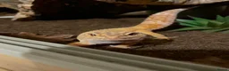 Leopard Gecko reptiles for sale: Full Leopard Gecko Setup  - Advert 1