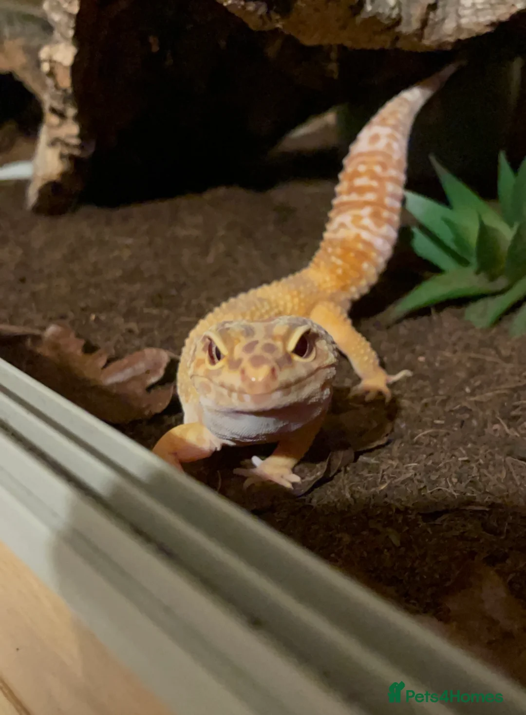 Leopard Gecko reptiles for sale: Full Leopard Gecko Setup  - Advert 1