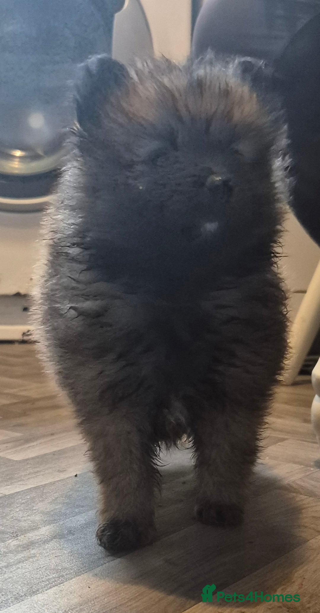 Pomeranian dogs for sale: Beautiful little pomeranians - Advert 21