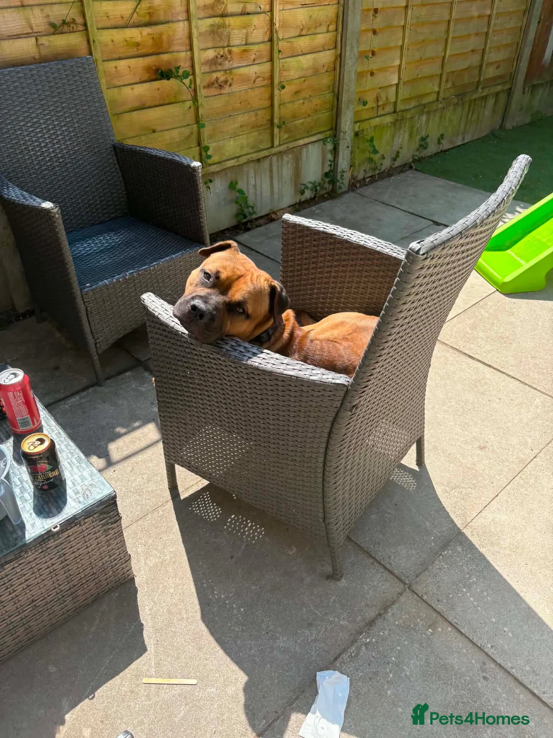 Mixed Breed dogs for sale: Zeus  in Thornton-Cleveleys - Advert 2