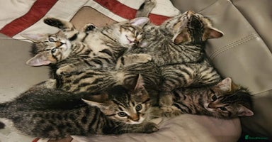 Maine Coon cats Maine coon cross kittens - Advert 9