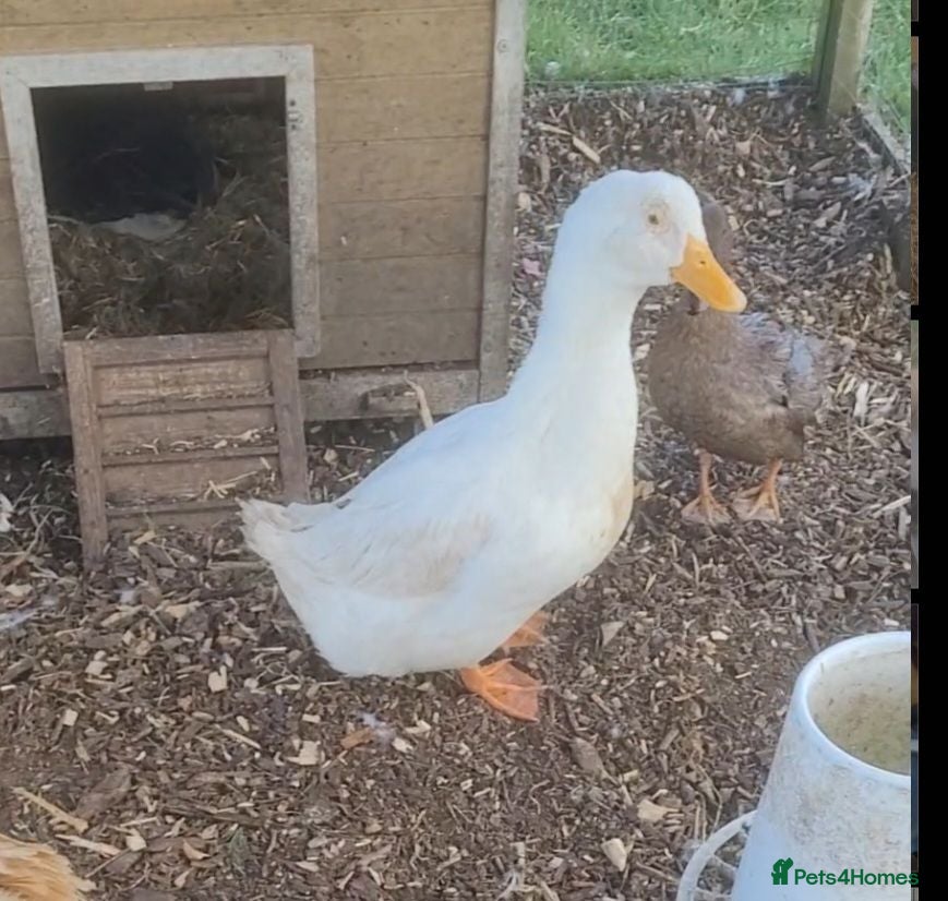 Ducks poultry German pekin duck for sale - Advert 1