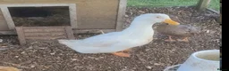 Ducks poultry for sale: German pekin duck for sale - Advert 1