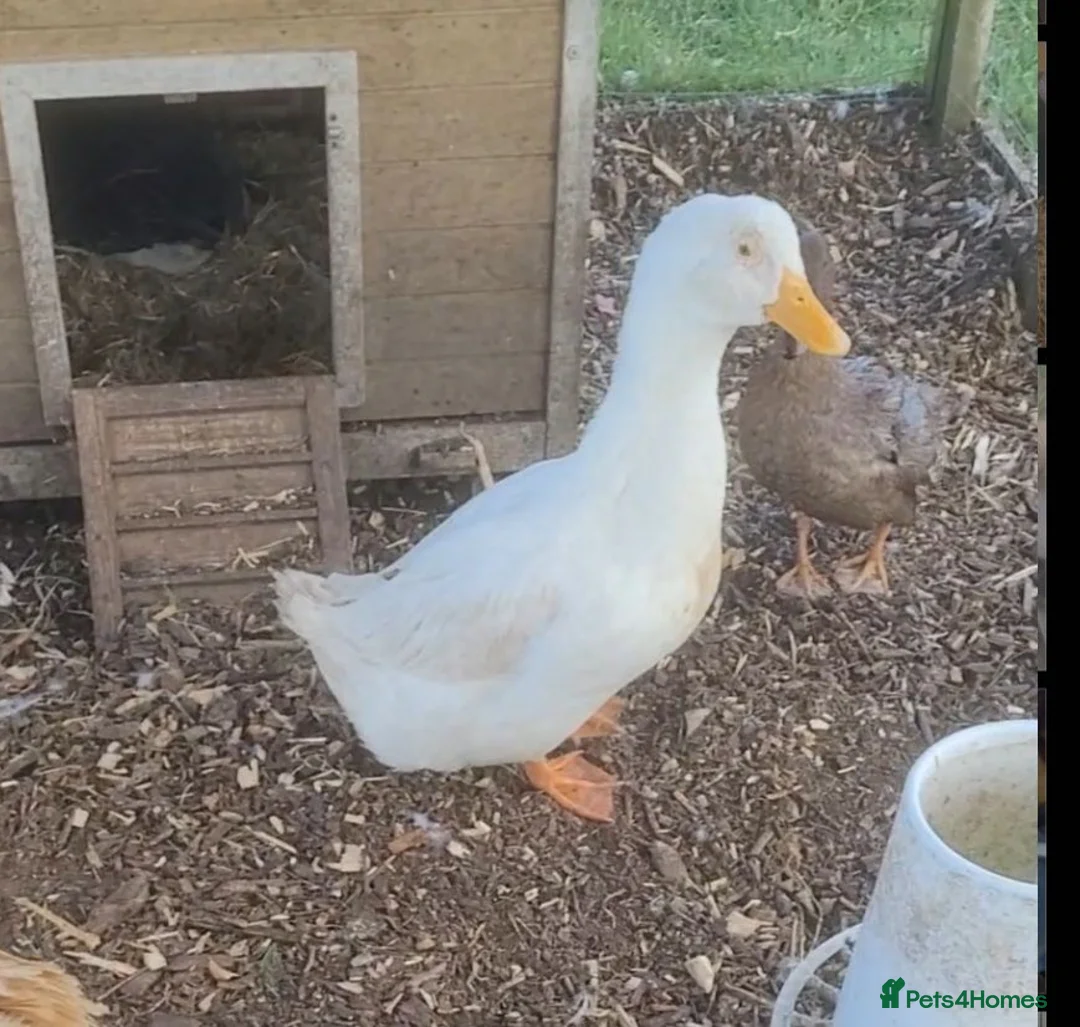 Ducks poultry for sale: German pekin duck for sale - Advert 1