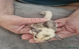 Sugar Glider rodents for sale: Breeding pair of  sugar gliders ready 13th sept   - Image 23
