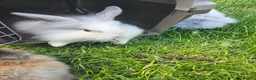 Mixed Breed rabbits for sale: Ready now. Mixed breed lops for sale. - Advert 17