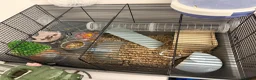 Hamster rodents for sale: Hamster with cage  - Advert 5