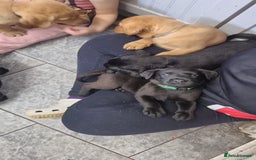 Labrador Retriever dogs for sale: Labrador puppies  - Image 17