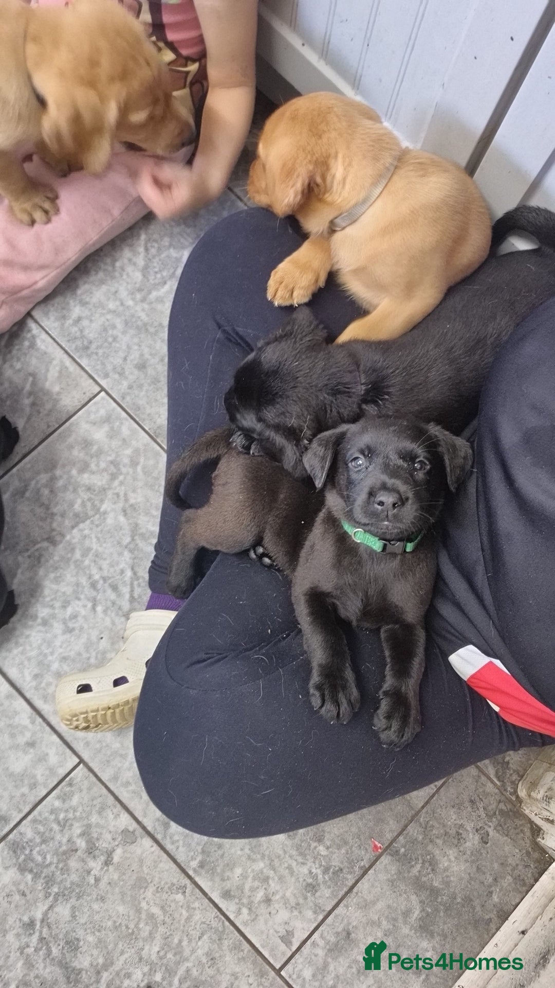 Labrador Retriever dogs for sale: Labrador puppies  - Image 17