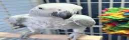 Parrots birds for sale: African grey parrot cage stand and toys in London - Advert 2