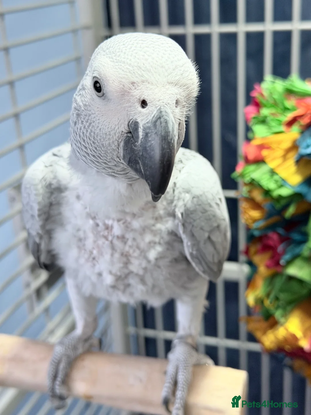 Parrots birds for sale: African grey parrot cage stand and toys in London - Advert 2