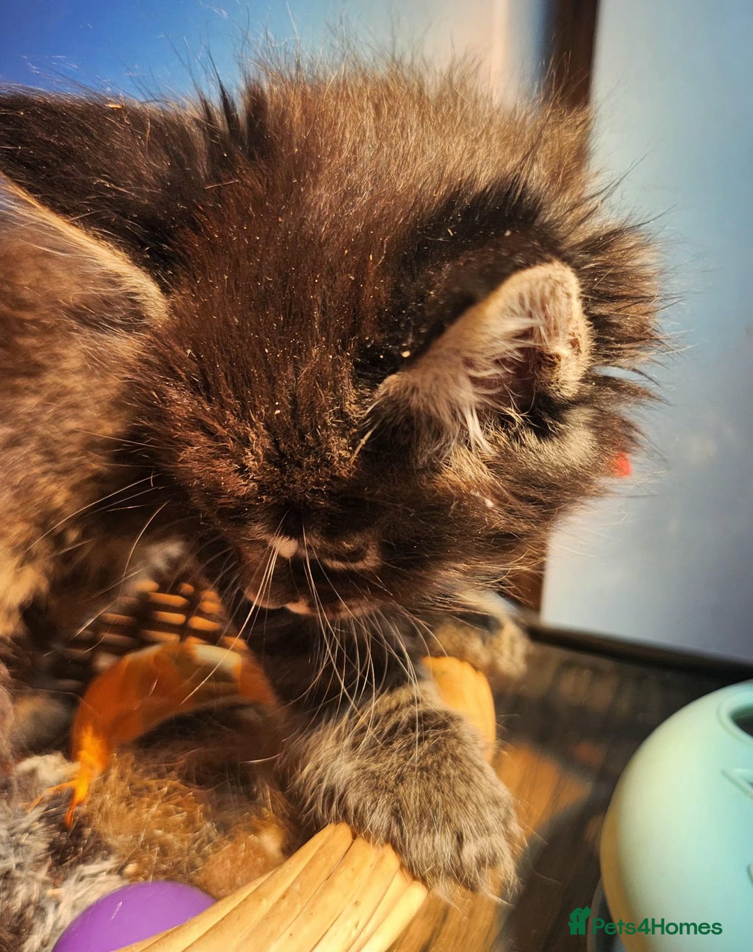 Maine Coon cats for sale: Maine coon purebred pedigre xl active in Barnsley - Image 16