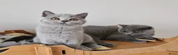 British Shorthair cats for sale: Stunning British Shorthair blue kittens NEUTERED - Advert 11